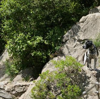 Foto de Harry, macho y de raza DOGO POINTER