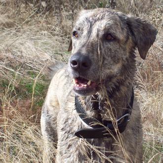 Foto de TRANCOS, macho y de raza cruce de mastín y galgo