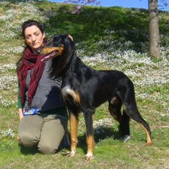 Foto de Klingsor, macho y de raza Saluki