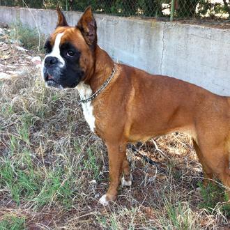 Foto de Noa, hembra y de raza boxer