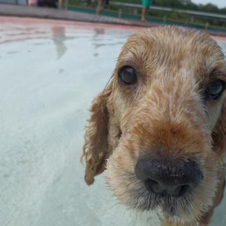 Foto de Lluna, hembra y de raza Cocker spaniel ingles