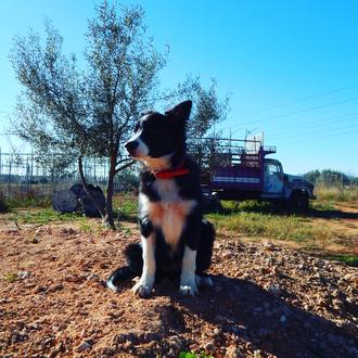 Foto de Thunder, macho y de raza Border Collie