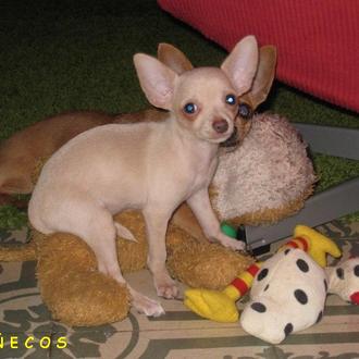 Foto de Gabby, hembra y de raza chihuahua