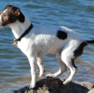 Foto de Drogo, macho y de raza Cruce Terrier-Bodeguero