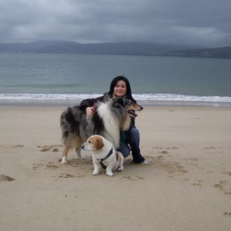 Foto de Kenny, macho y de raza Collie blue merle