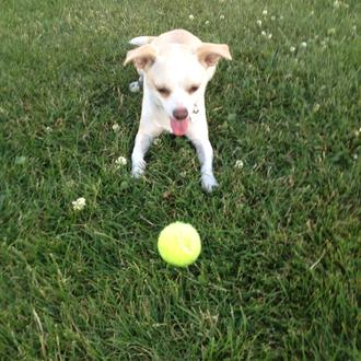 Foto de Iker, macho y de raza Chihuahua