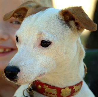 Foto de Lua, hembra y de raza Jack Russell Terrier