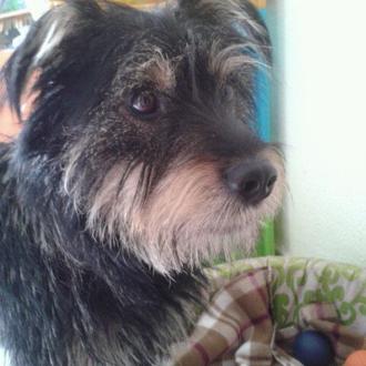 Foto de Trasto, macho y de raza Mestizo: Schnauzer y teckel