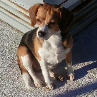 Foto de Gimawary, hembra y de raza Beagle