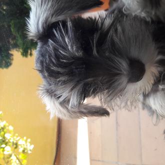 Foto de Marcel, macho y de raza Schnauzer Mini