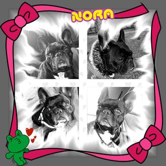 Foto de   *. NORA .*, hembra y de raza bulldog frances