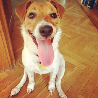 Foto de Sookie, hembra y de raza Jack Russell