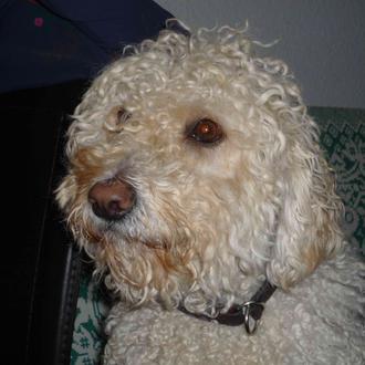 Foto de RITA, hembra y de raza PERRO DE AGUAS ESPAÑOL. BLANCA