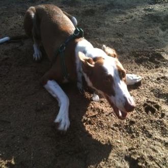 Foto de Boira, hembra y de raza Podenco ibicenco 