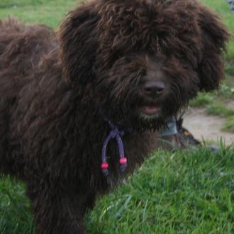 Foto de Roma, hembra y de raza Perro de Aguas Español o Turco Andaluz