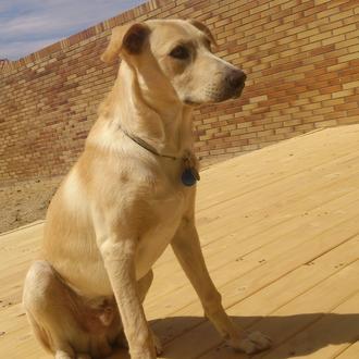 Foto de Max, macho y de raza Labrador cruzado