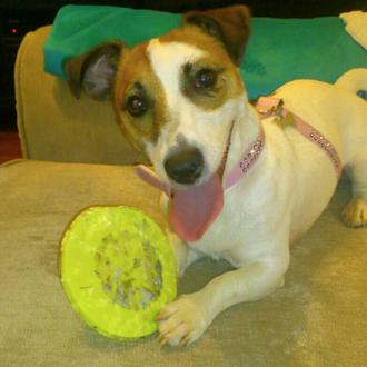 Foto de Gilda, hembra y de raza Jack Russell Terrier