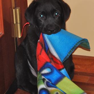 Foto de Kiba, macho y de raza Labrador