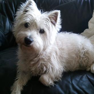 Foto de Grana, hembra y de raza west Highland Terrier