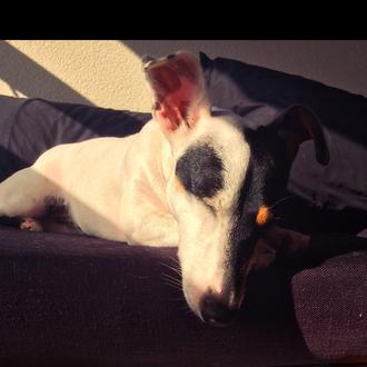 Foto de Gala, hembra y de raza Jack Russell Terrier Ingles