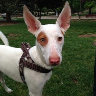 Foto de Parche, macho y de raza Podenco