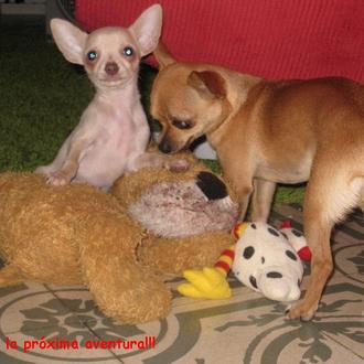 Foto de Bimba, hembra y de raza chihuahua