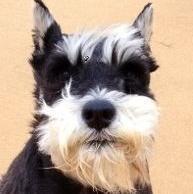 Foto de Telma, hembra y de raza Schnauzer negro y plata