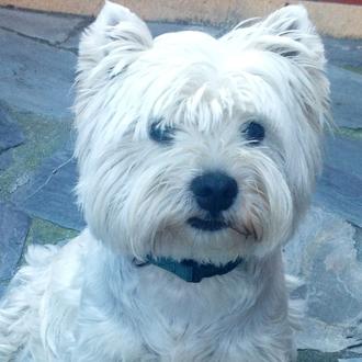 Foto de Ametz, hembra y de raza West highland white terrier