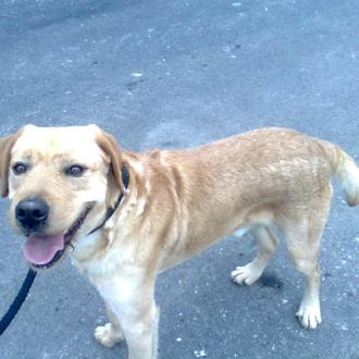 Foto de Harpo, macho y de raza mestizo labrador