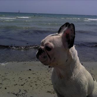 Foto de Rasta, macho y de raza Bulldog francés