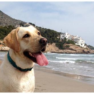 Foto de Queen, hembra y de raza Labrador