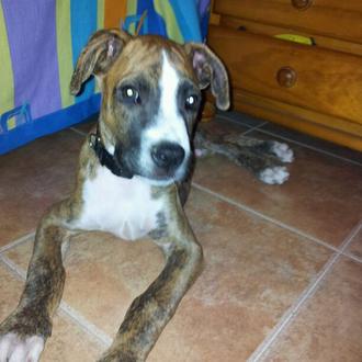 Foto de Mongui, macho y de raza Cruce boxer