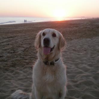 Foto de Naia, hembra y de raza Golden Retriever