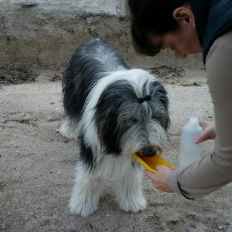 Foto de HIDALGO, macho y de raza BEARDED COLLIE