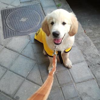 Foto de Nito, macho y de raza Golden Retriever