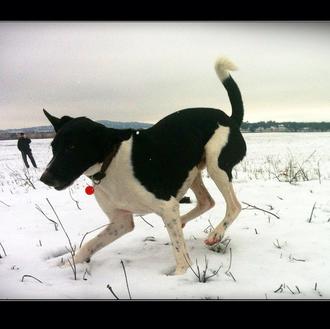 Foto de Clay, macho y de raza Marca blanca ;)