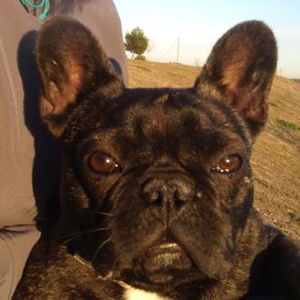 Foto de Beto, macho y de raza Bulldog Francés