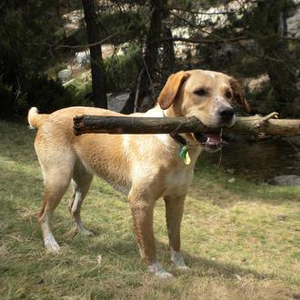 Foto de Kira, hembra y de raza X Labrador