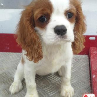 Foto de Hera, hembra y de raza cavalier