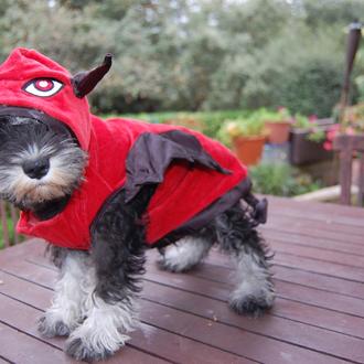 Foto de Lola, hembra y de raza Schnauzer mini