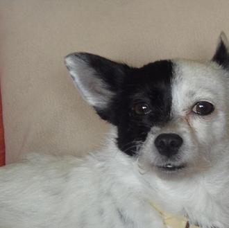 Foto de Janis, hembra y de raza mulera