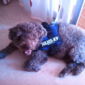 Foto de Hugo, macho y de raza Perro de aguas