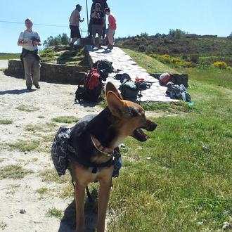 Foto de Bora, hembra y de raza Mestizo Mediano