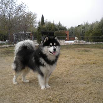 Foto de Lobo, macho y de raza Alaskan Malamute