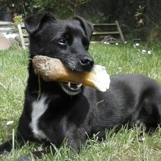 Foto de Óliver, macho y de raza mestizo pequeño