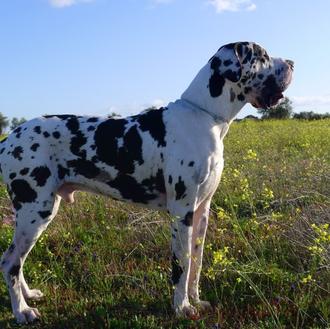 Foto de Brooklyn, macho y de raza Dogo Aleman (Arlequín)