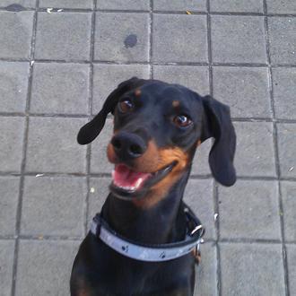 Foto de Chino de Chipein, macho y de raza Dachshund