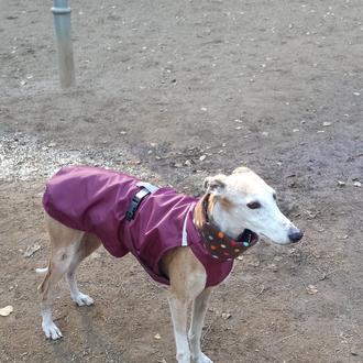 Foto de Sunday, hembra y de raza galgo