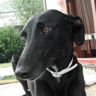 Foto de Jara, hembra y de raza Bodeguero-Ratonero Andaluz