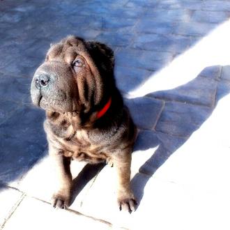 Foto de Pansa, hembra y de raza Shar pei